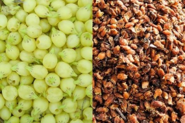 mahua-flower-1656580837-6423284